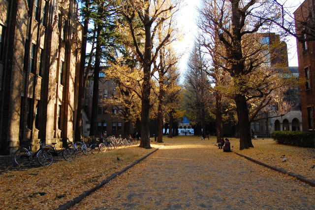 黄色に染まるキャンパス