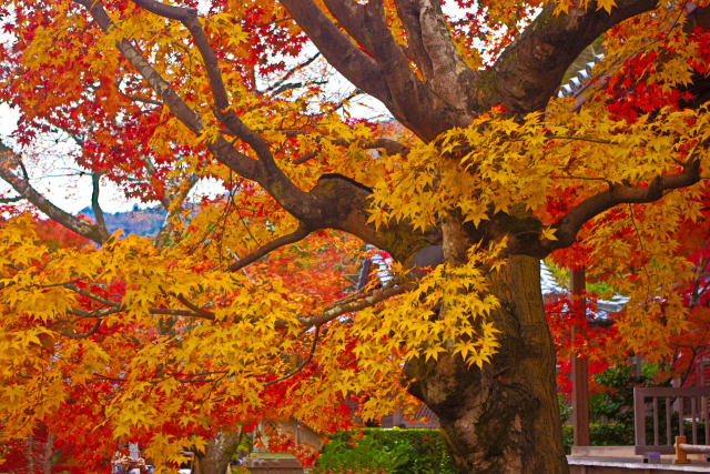 常寂光寺の紅葉
