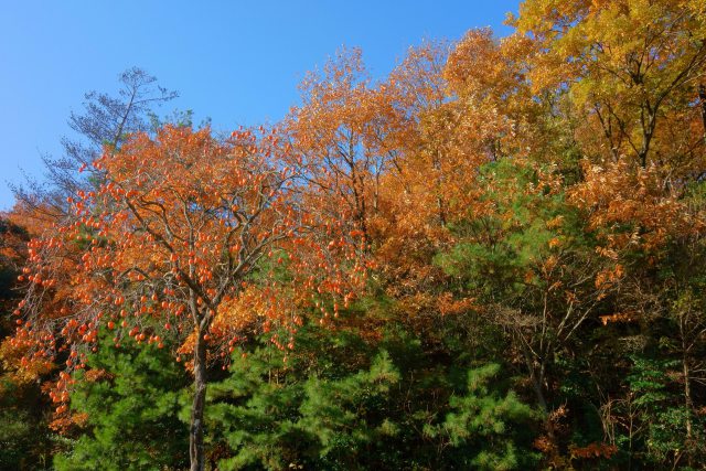 秋晴れ色づく木々と柿の木