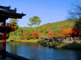 宇治の紅葉・平等院・#3