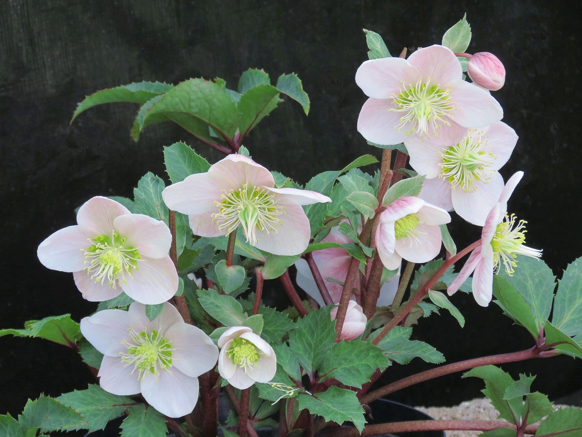 花 植物 クリスマスローズ ピンク一重系 壁紙19x1440 壁紙館