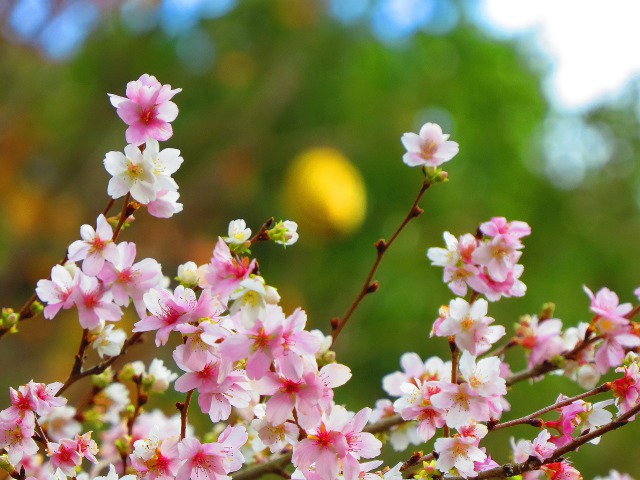 満開の冬桜