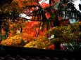 鷹峯 源光庵の紅葉(1)