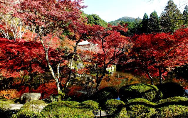 燃える醍醐寺(15)