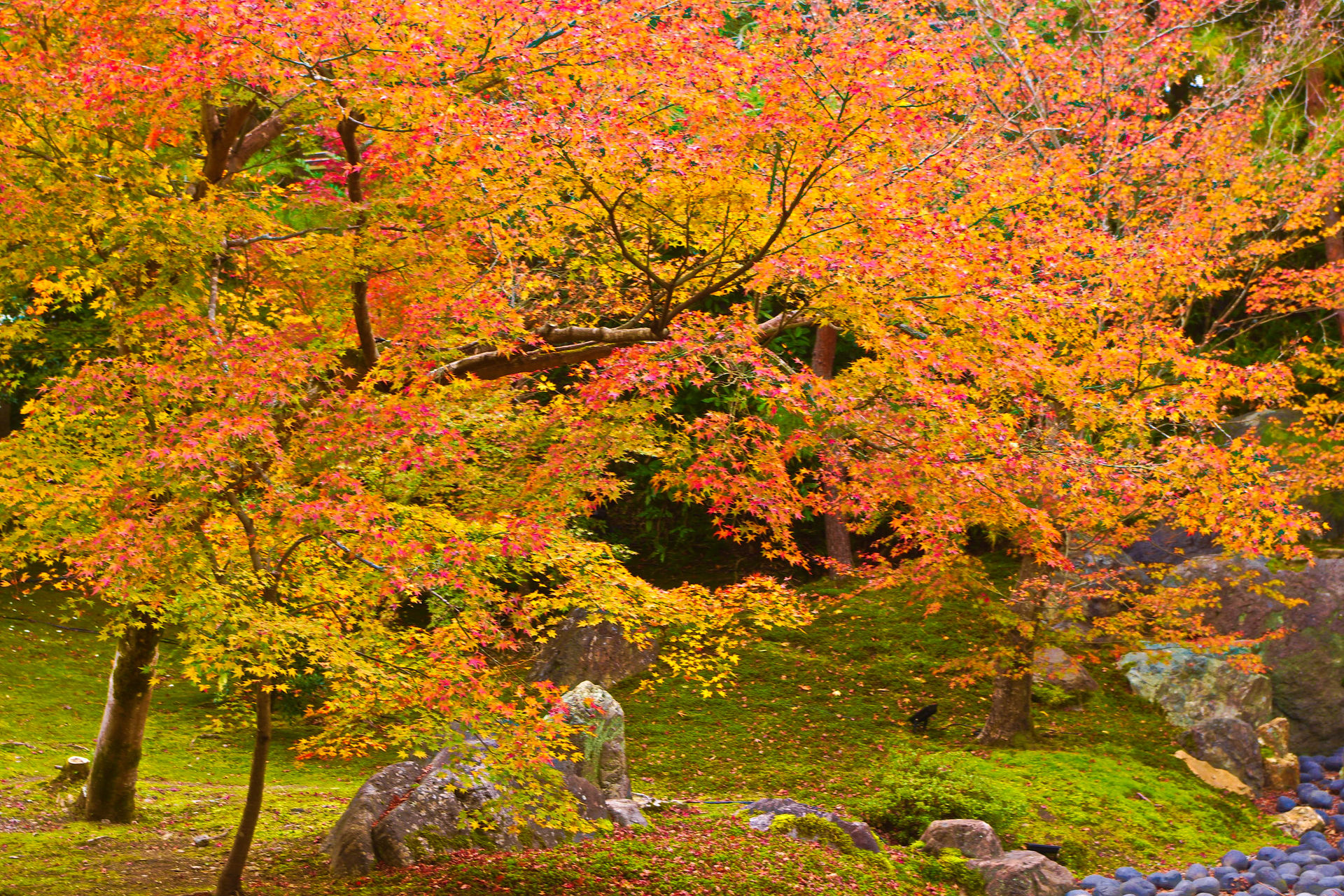 日本の風景 嵐山 宝厳院の枯山水と紅葉 壁紙19x1280 壁紙館