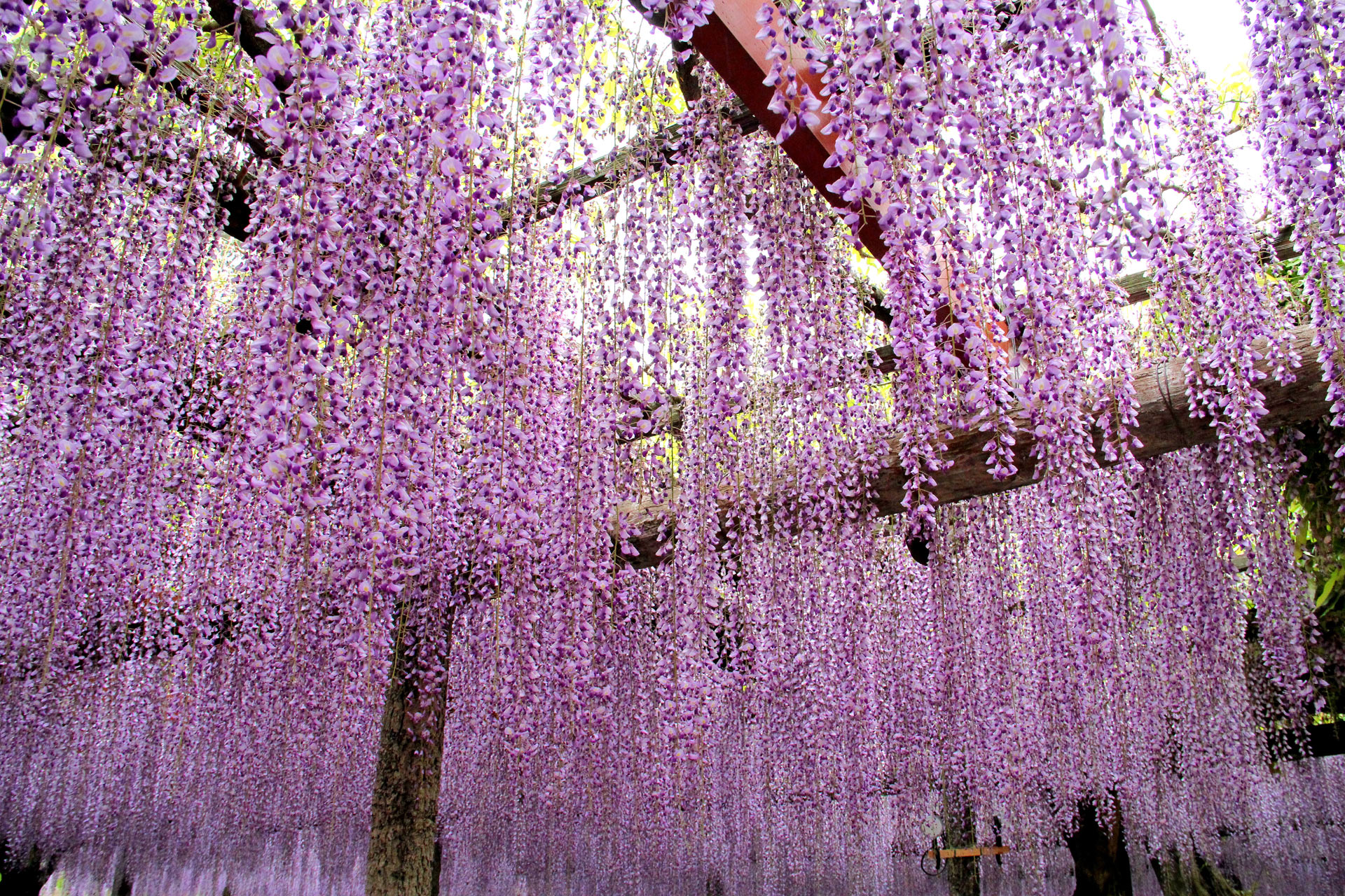 花 植物 追憶17年5月 天王川の藤 壁紙19x1280 壁紙館