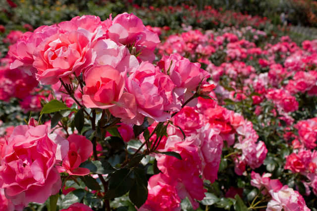 ジャルダンドゥフランス