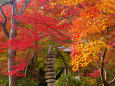 秋の嵐山 宝厳院