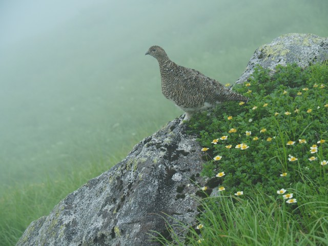 大日岳のママ雷鳥2