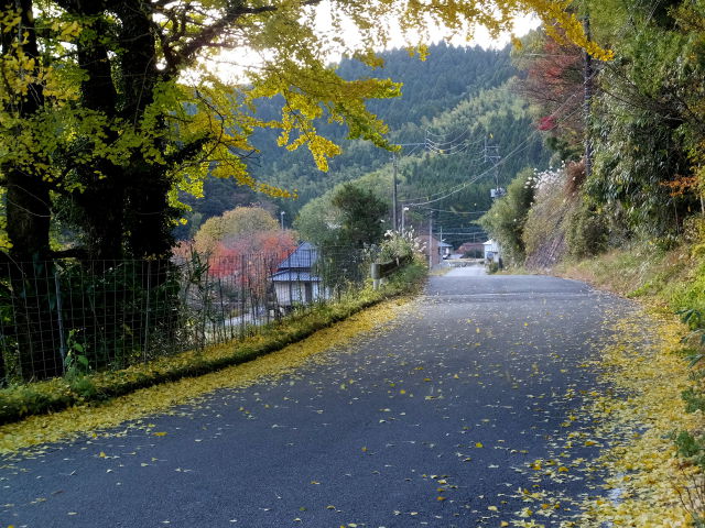落ち葉の田舎道