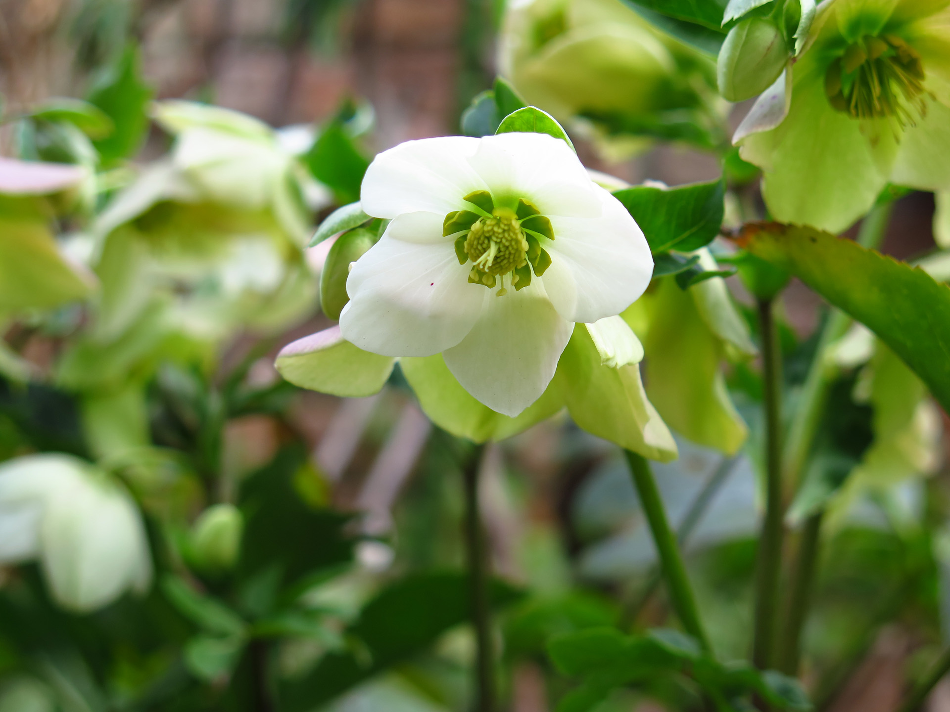 花 植物 クリスマスローズ 壁紙19x1440 壁紙館