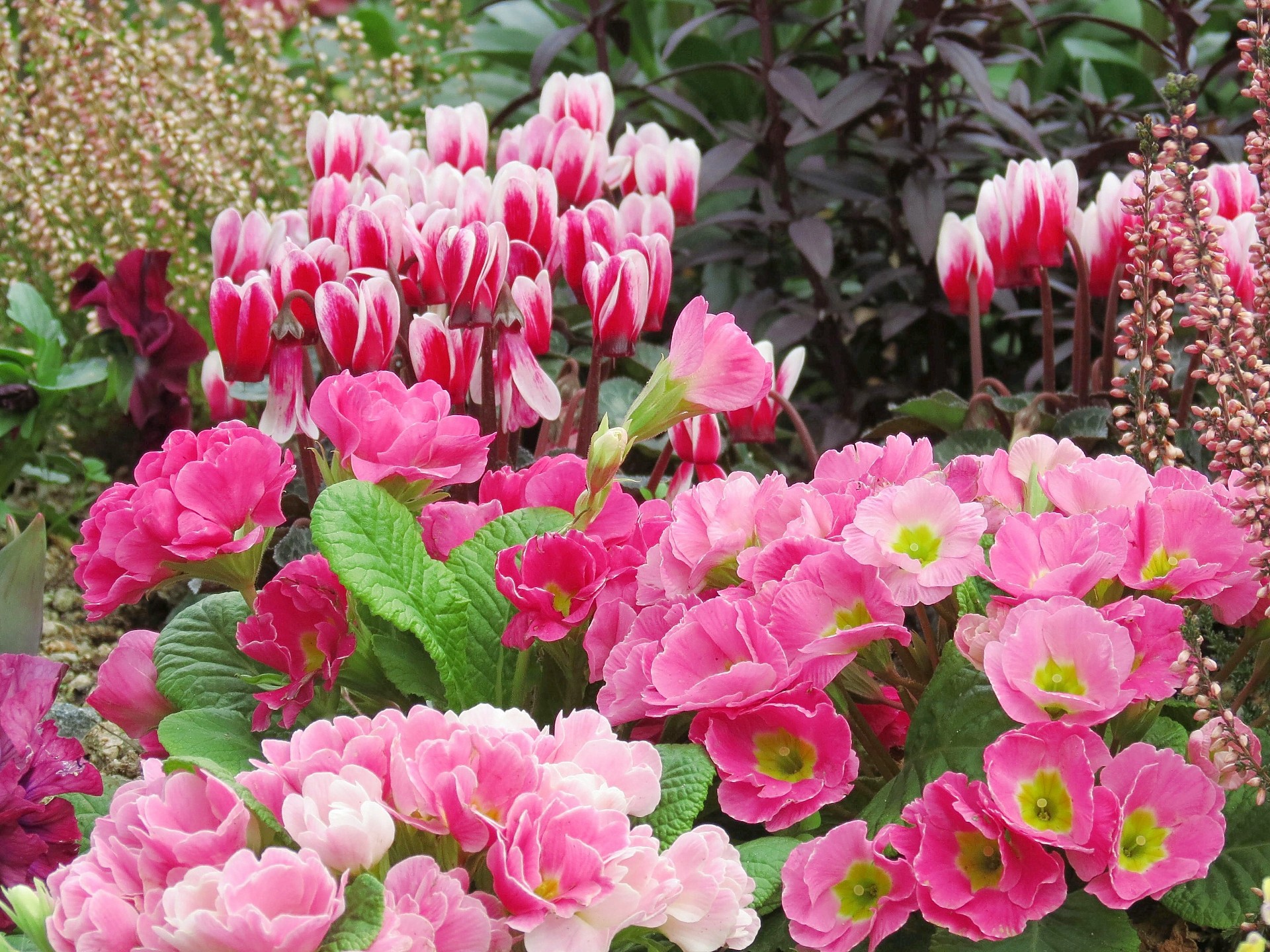 花 植物 冬の花壇のプリムラ 壁紙19x1440 壁紙館