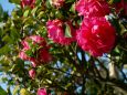 八重咲の山茶花