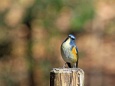 幸せの青い鳥