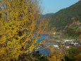 銀杏の紅葉と居倉の漁村