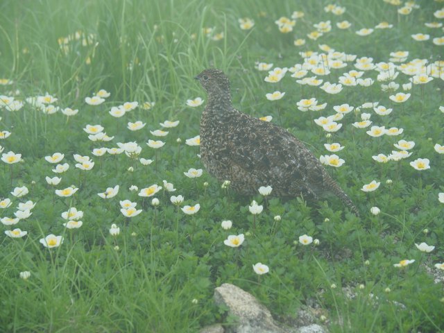 大日岳のチビ雷鳥4
