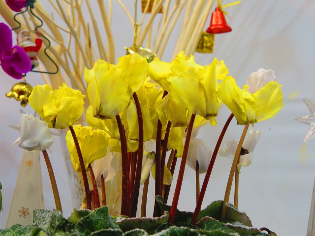 黄色のシクラメン