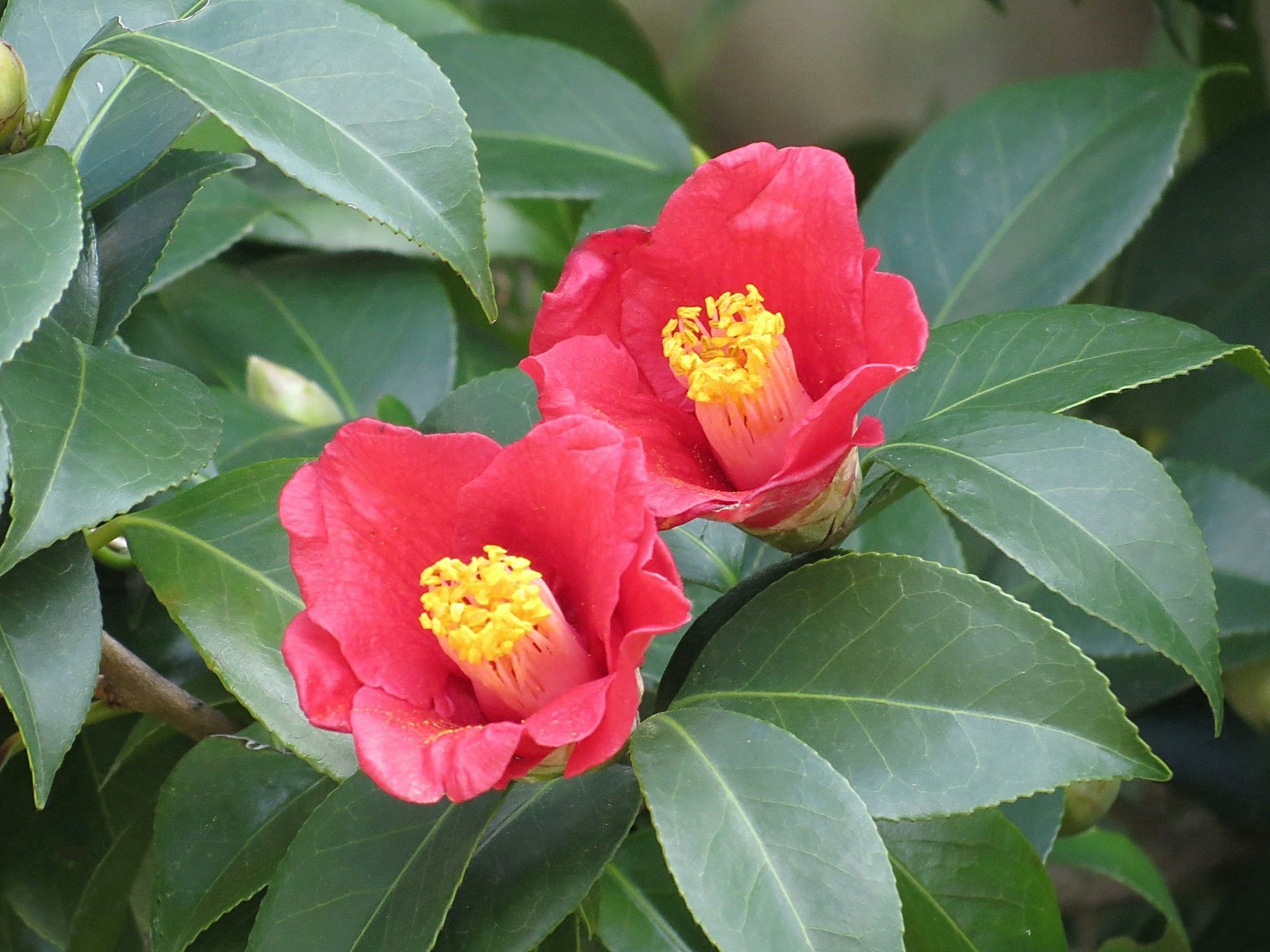 花 植物 二輪の椿 壁紙19x1440 壁紙館