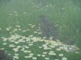 大日岳のチビ雷鳥5