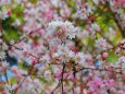 師走に満開の冬桜