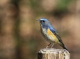 幸せの青い鳥(ルリビタキ)