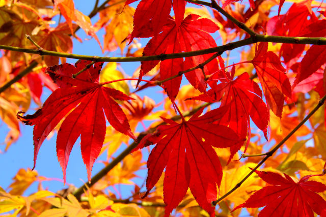 追憶2017年11月・真っ赤だな