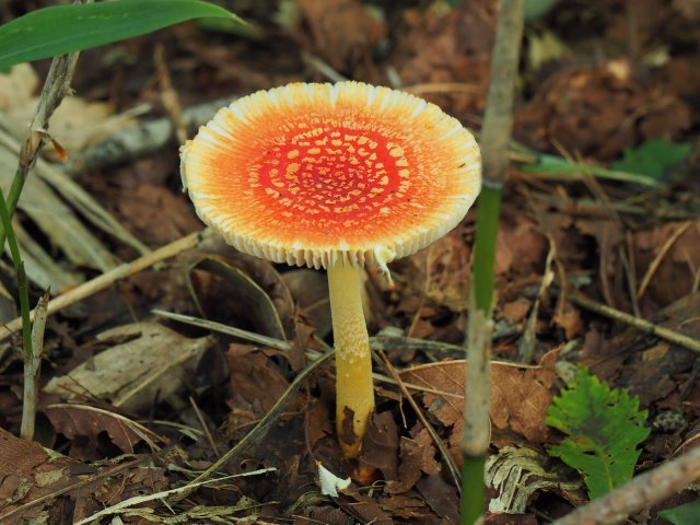 花 植物 何キノコ 壁紙館 花 植物 何キノコ 壁紙館