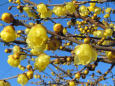 冬の陽に鮮やかな蝋梅