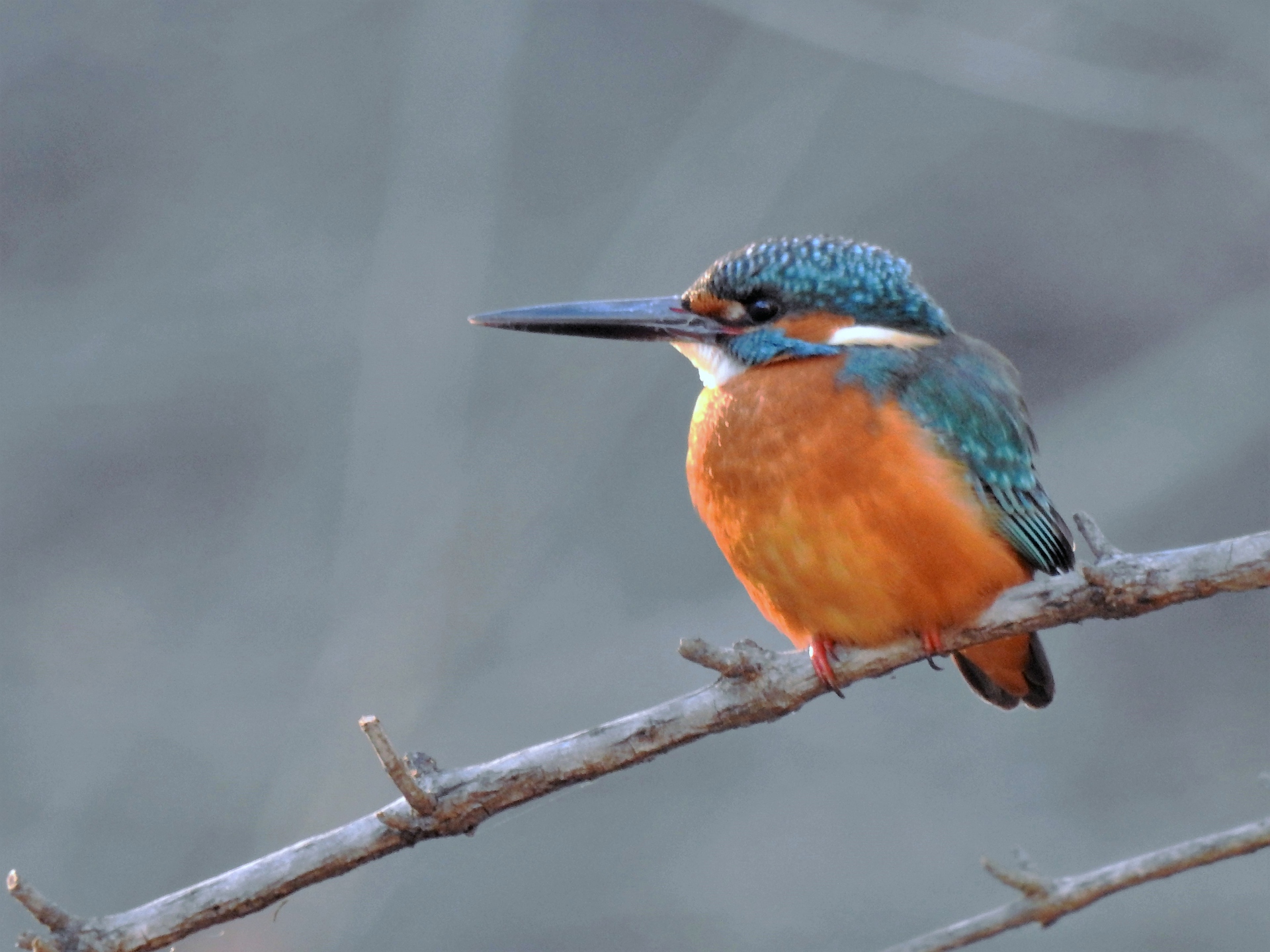 動物 鳥 ペンギン カワセミ 壁紙19x1440 壁紙館