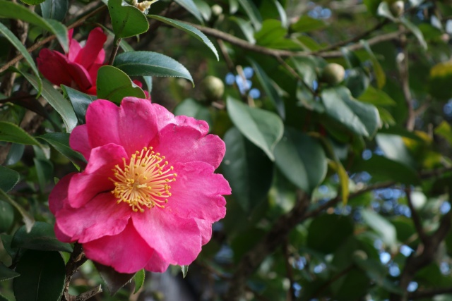 日差し浴びる山茶花の花