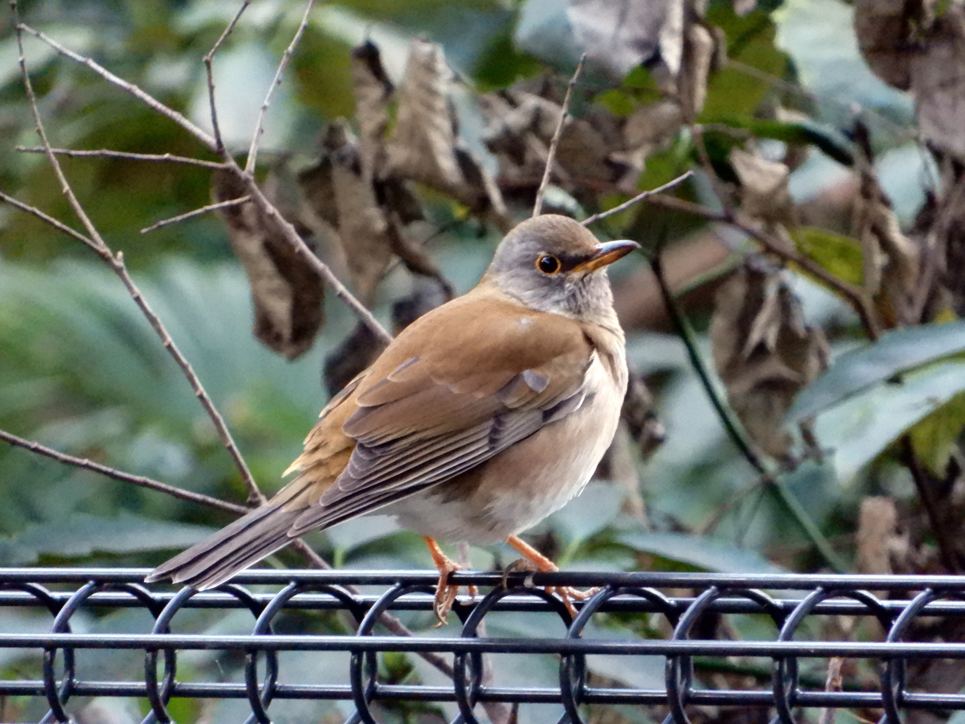 動物 鳥 ペンギン 黄色のアイリングが可愛い 壁紙19x1440 壁紙館