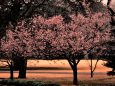 満開の十月桜