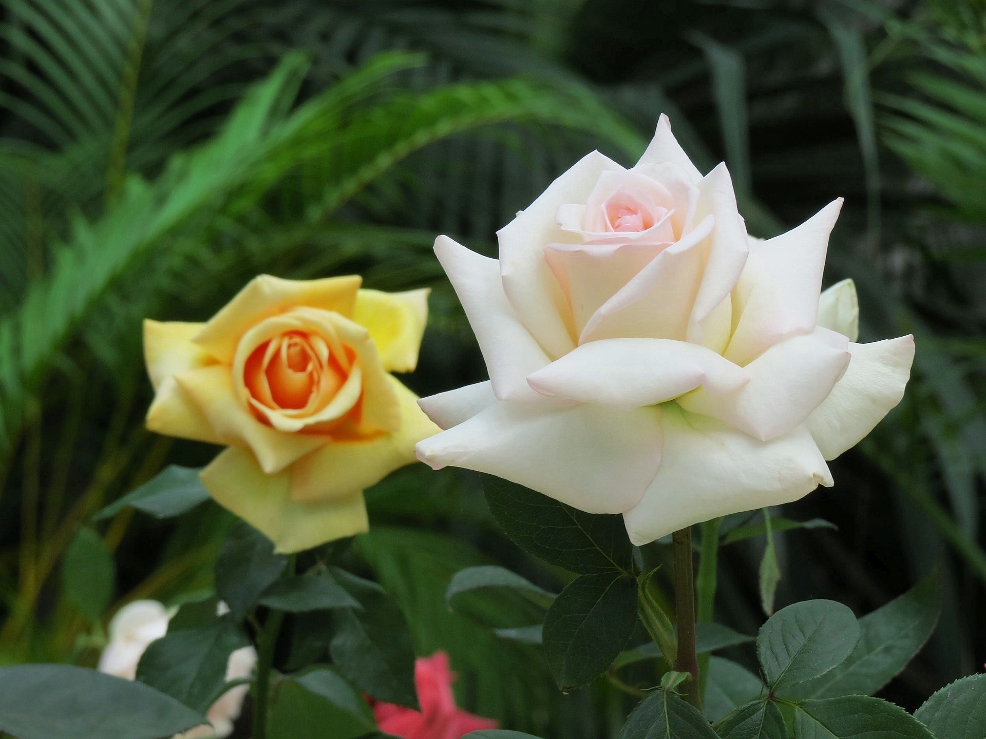 花 植物 薔薇ファーストレディ アキエ 壁紙19x1440 壁紙館