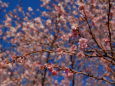十月桜満開