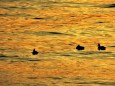 夕焼けの海を泳ぐ鴨