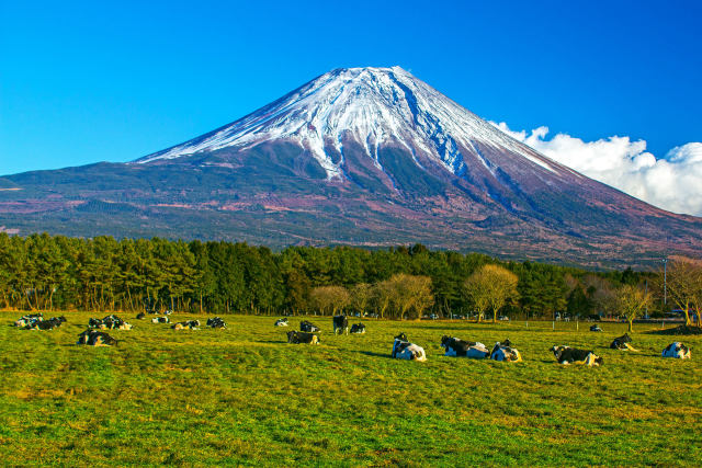牧場と富士山