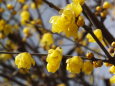 蝋梅の花、春の足音