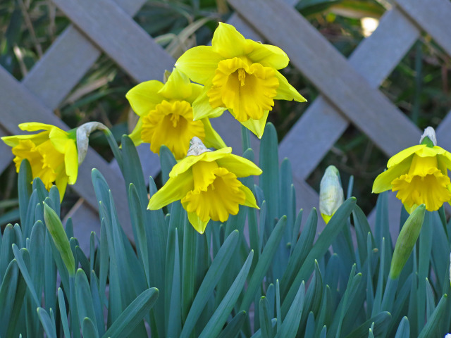 散歩道の花 1201-18-1