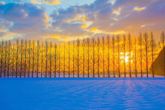 河北潟メタセコイア並木