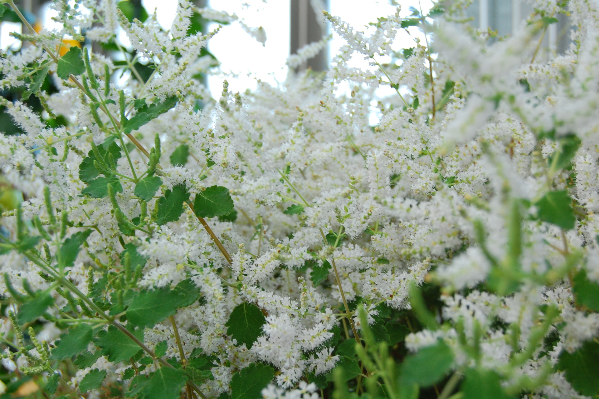 花 植物 雪のような白い花 壁紙19x1277 壁紙館