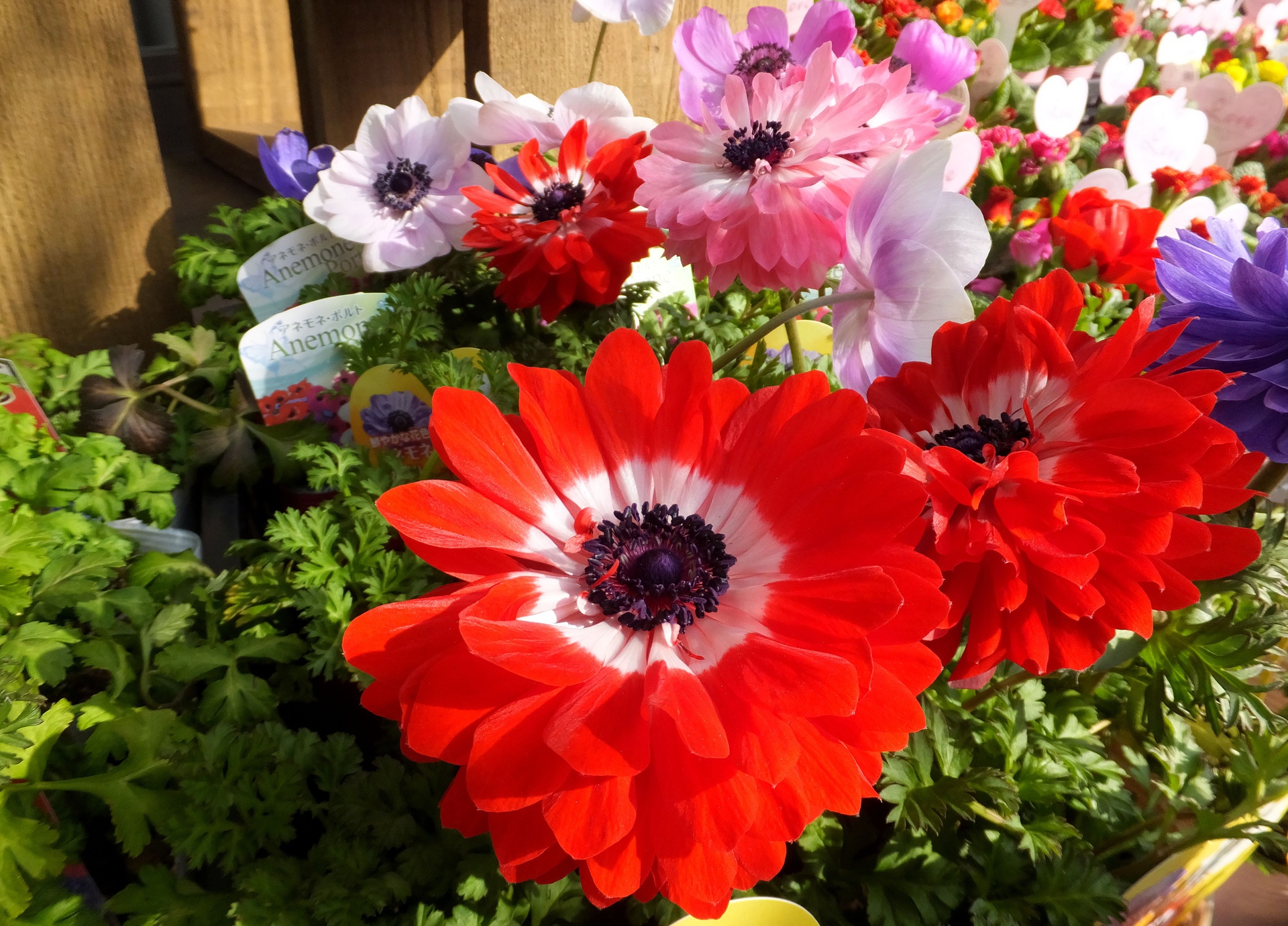 花 植物 美しいアネモネの花 壁紙19x1381 壁紙館