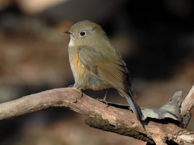 可愛いルリビタキ♀