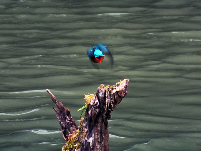 飛び立つカワセミ