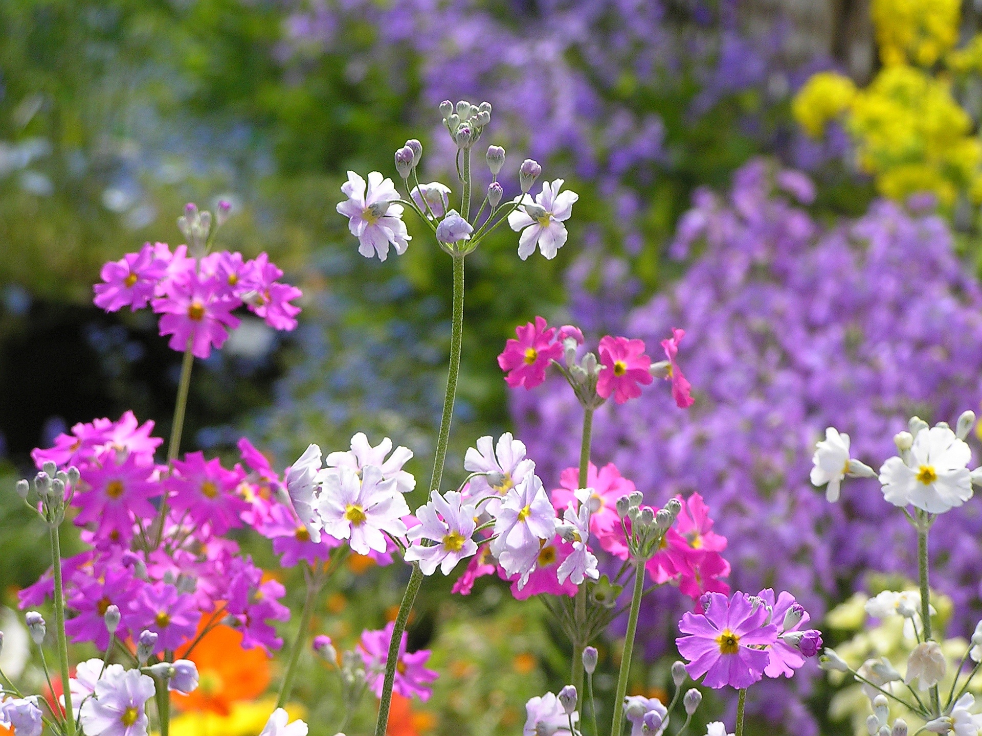すべての美しい花の画像 50 プリムラ 花 植物 すべての美しい花の画像 50 プリムラ 花 植物