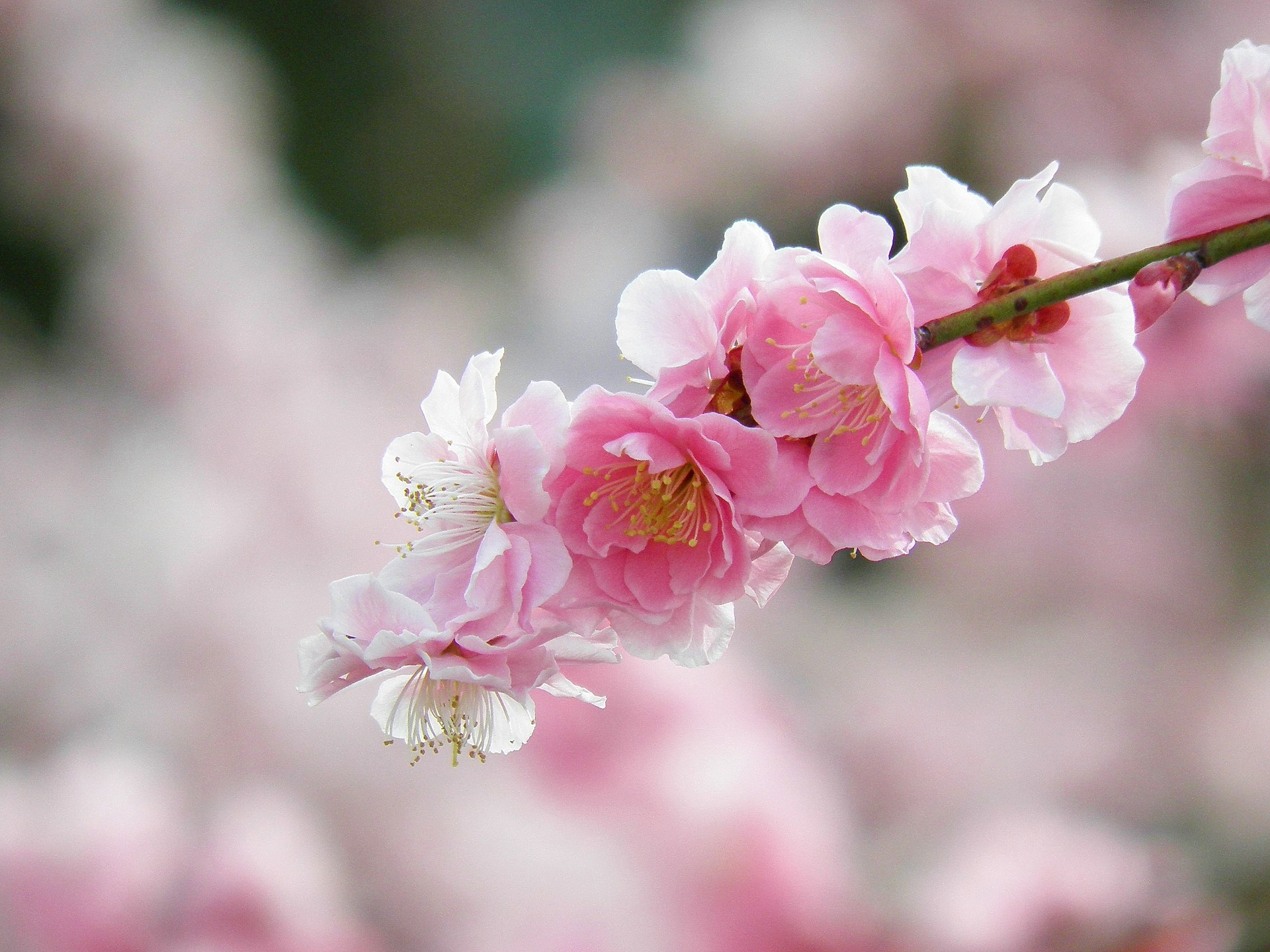 花 植物 枝垂れ梅の花 壁紙19x1440 壁紙館