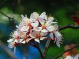 温室に咲いたベニバスモモの花
