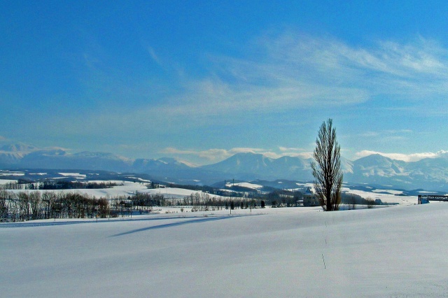 ケンとメリーの木