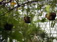 夢の島熱帯植物館3