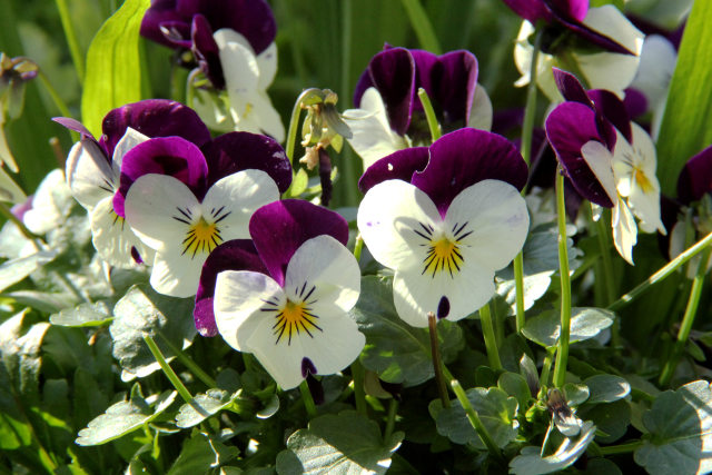 里山の花壇にて・ビオラ