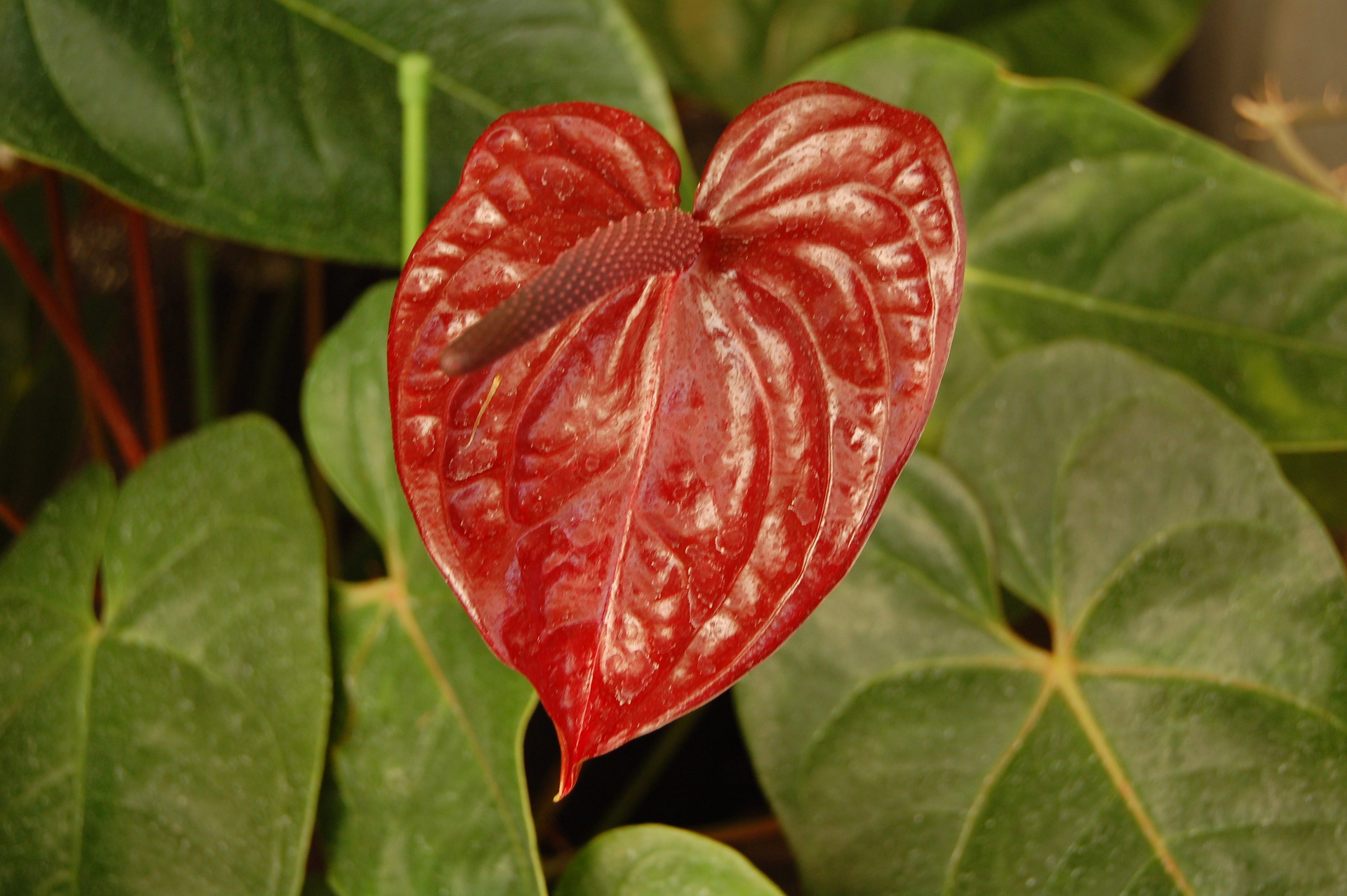 花 植物 チョコレート色のハート 壁紙19x1277 壁紙館